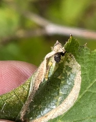 Phyllonorycter coryli