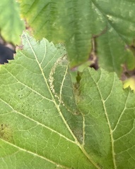 Phyllonorycter coryli
