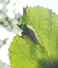 Phyllonorycter coryli
