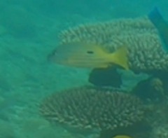 Lutjanus fulviflamma