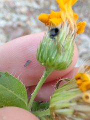 Heterotheca camporum