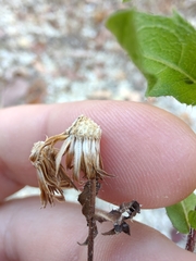 Heterotheca camporum