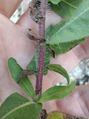 Heterotheca camporum