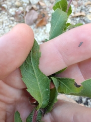 Heterotheca camporum