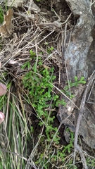 Selaginella denticulata