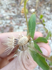 Heterotheca camporum