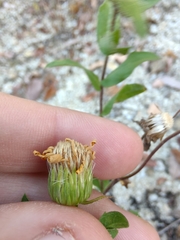 Heterotheca camporum