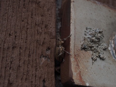Entiminae
