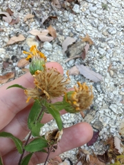 Heterotheca camporum