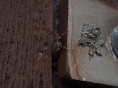 Entiminae