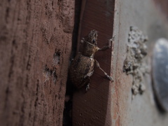 Entiminae