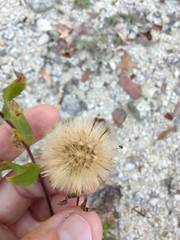 Heterotheca camporum