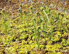 Cyperus blepharoleptos