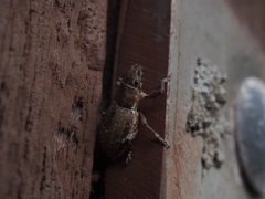 Entiminae