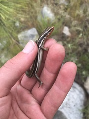 Plestiodon skiltonianus