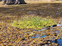 Cyperus blepharoleptos