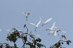 Bubulcus ibis coromandus