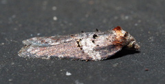 Acleris celiana
