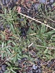 Antrodiaetus pacificus