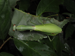 Hierodula jianfenglingensis