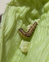 Spodoptera frugiperda