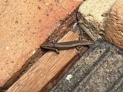 Lampropholis