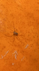 Pholcus opilionoides