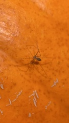 Pholcus opilionoides