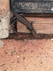 Lampropholis