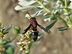 Euodynerus crypticus