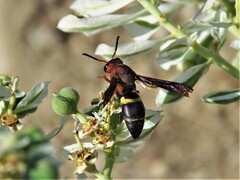 Euodynerus crypticus