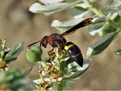 Euodynerus crypticus