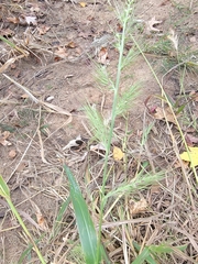 Echinochloa walteri