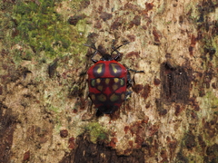 Poecilocoris druraei