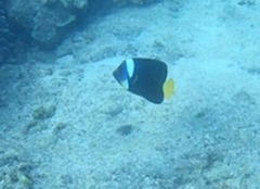 Chaetodontoplus meredithi