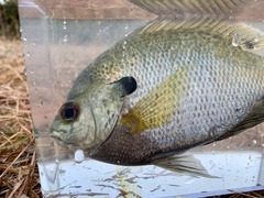 Lepomis macrochirus purpurascens