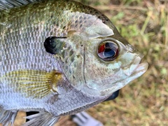 Lepomis macrochirus purpurascens
