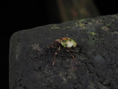Neogergithoides tubercularis