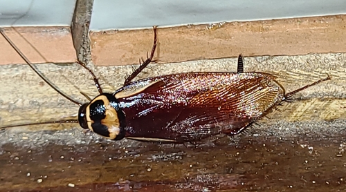 Periplaneta australasiae image