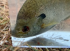 Lepomis macrochirus purpurascens