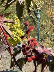 Ricinus