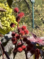Ricinus