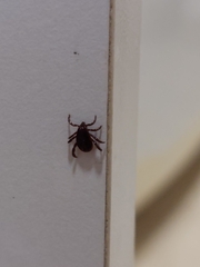 Rhipicephalus sanguineus