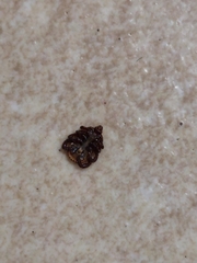 Rhipicephalus sanguineus