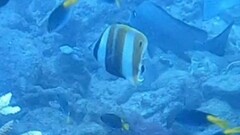 Coradion chrysozonus