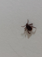 Rhipicephalus sanguineus