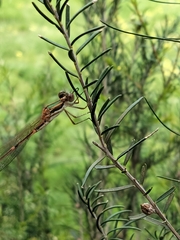 Austrolestes analis
