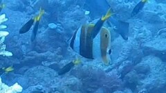 Coradion chrysozonus