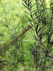 Austrolestes analis