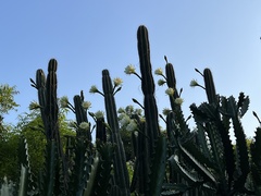 Cereeae